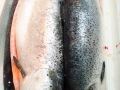 PESCA XXI (373)
